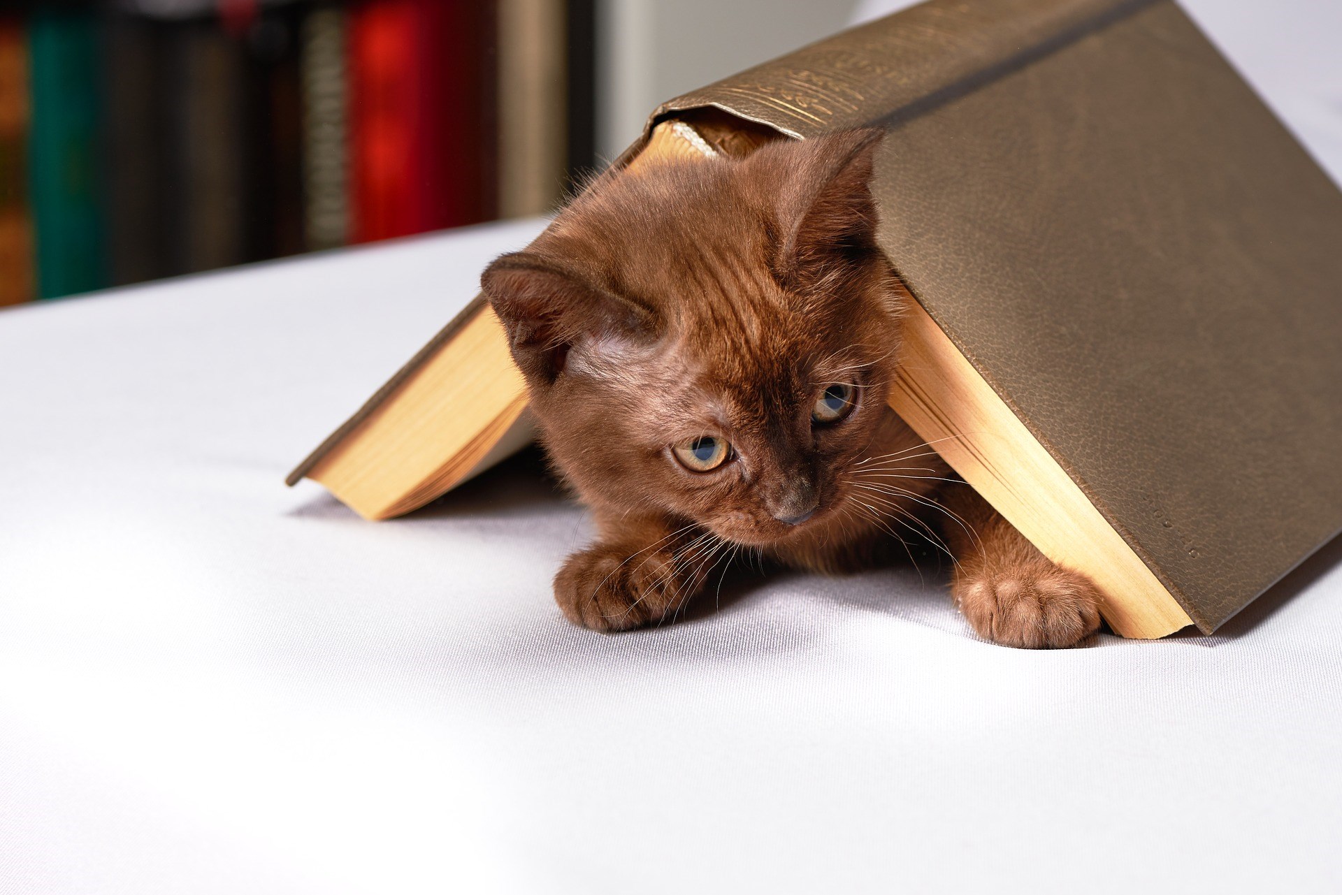 Cats pets animals felines cute kitten under books table