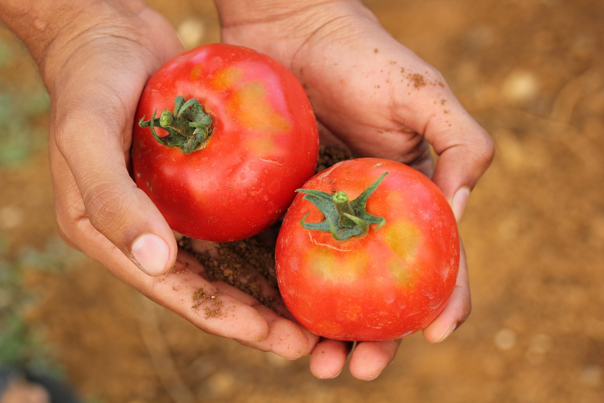 Close-up of Hands holding Tomatoes Harvest
