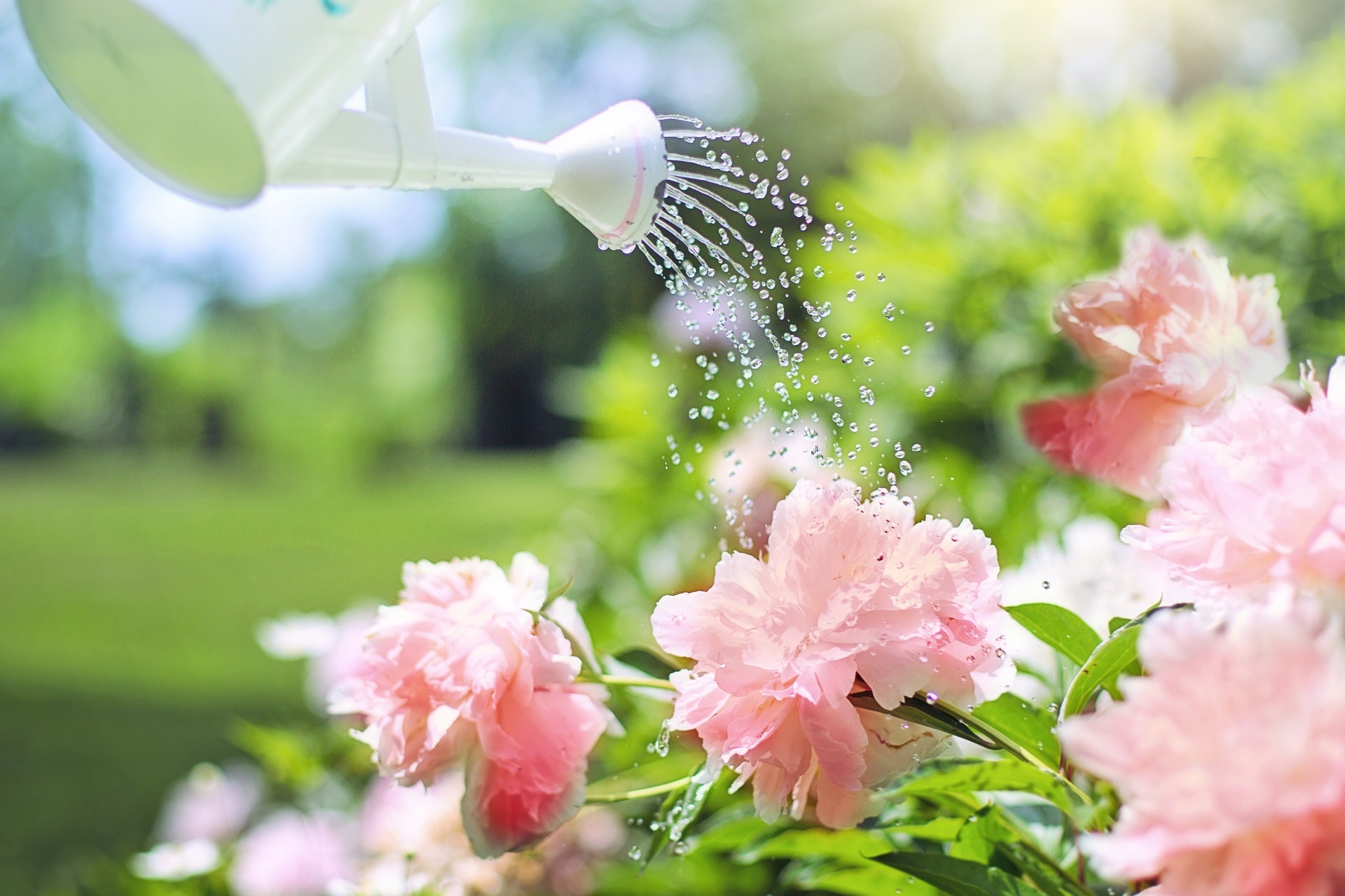 Beautiful pink flowers gardening watering can backyard plants