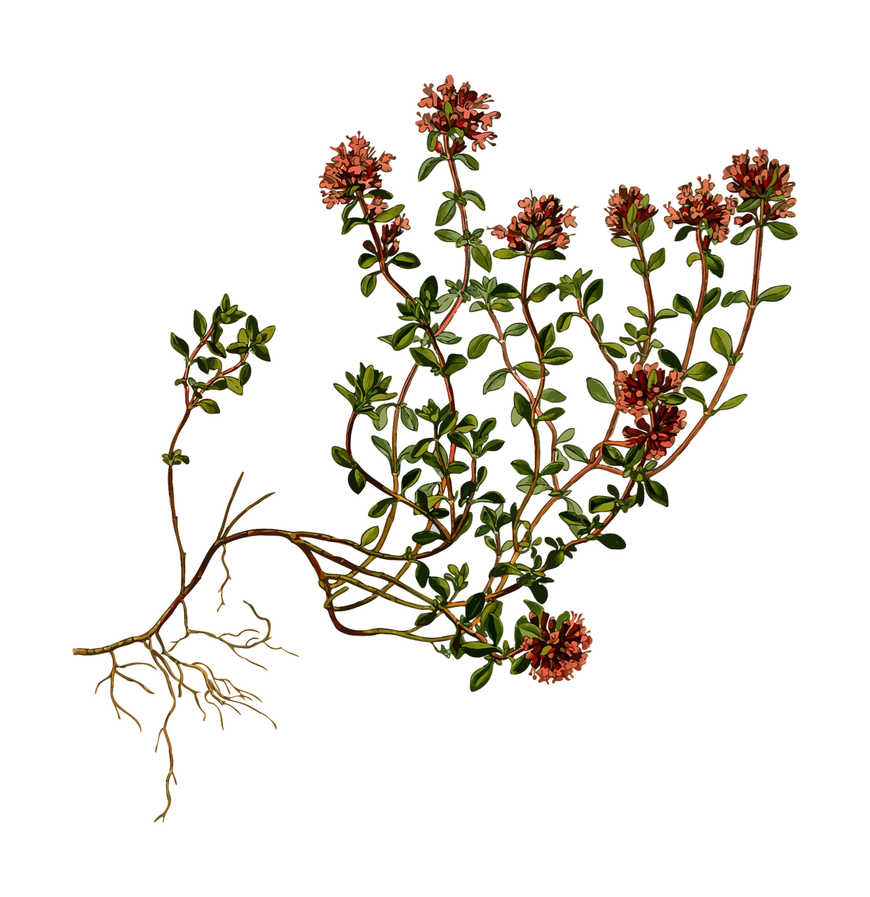 Flowering Thyme Herb