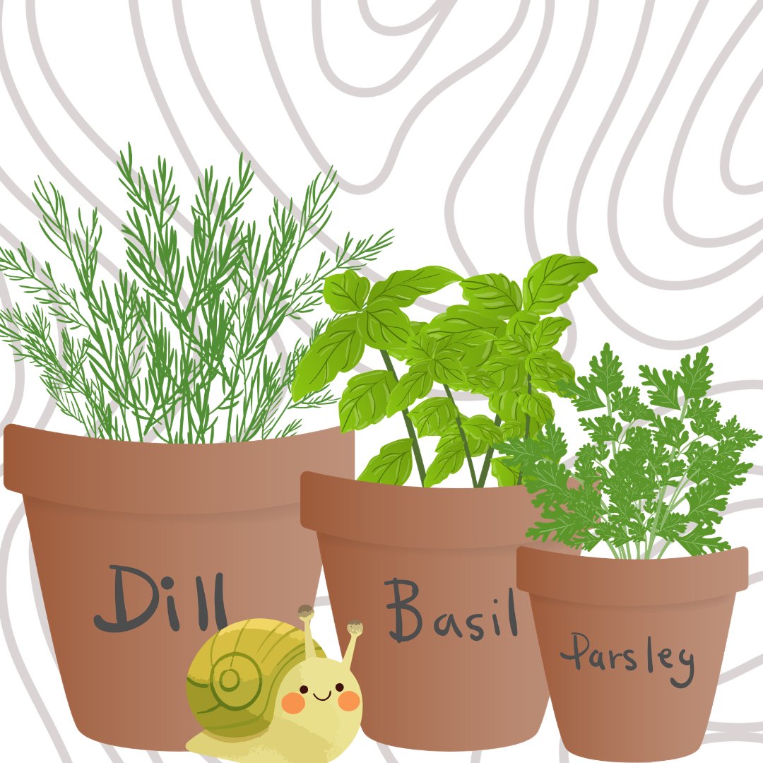 pots of dill, basil and parsley with a little garden snail crawling in front of the dill pot
