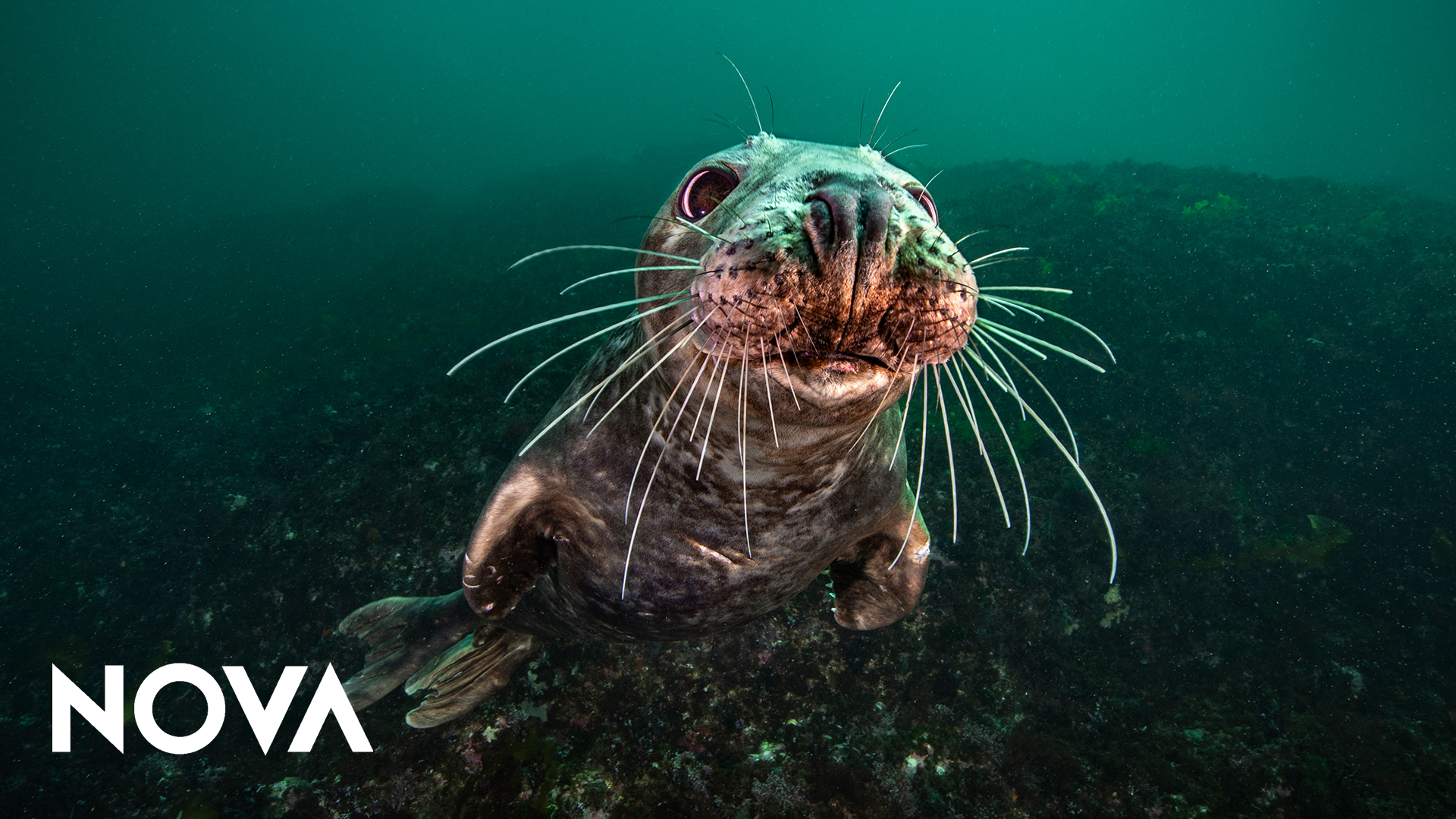 Sea Change_Bounty in the Gulf of Maine