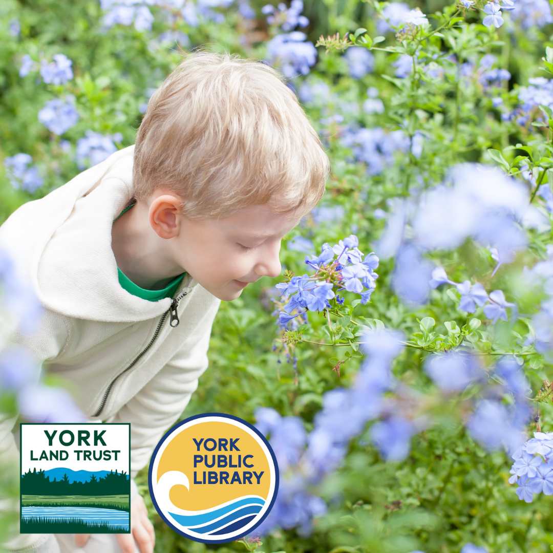 child smelling spring flowers. the york land trust and york public library logos are in the lower corner of the image.