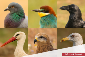 Photos of six different birds