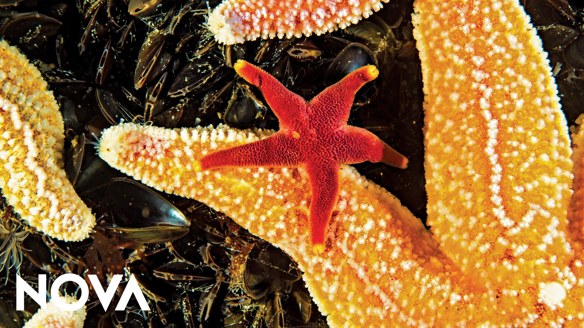 Nova Gulf of Maint part 2