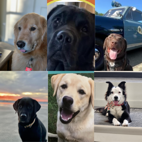 collage of six different happy dogs