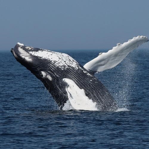 Whale in the ocean