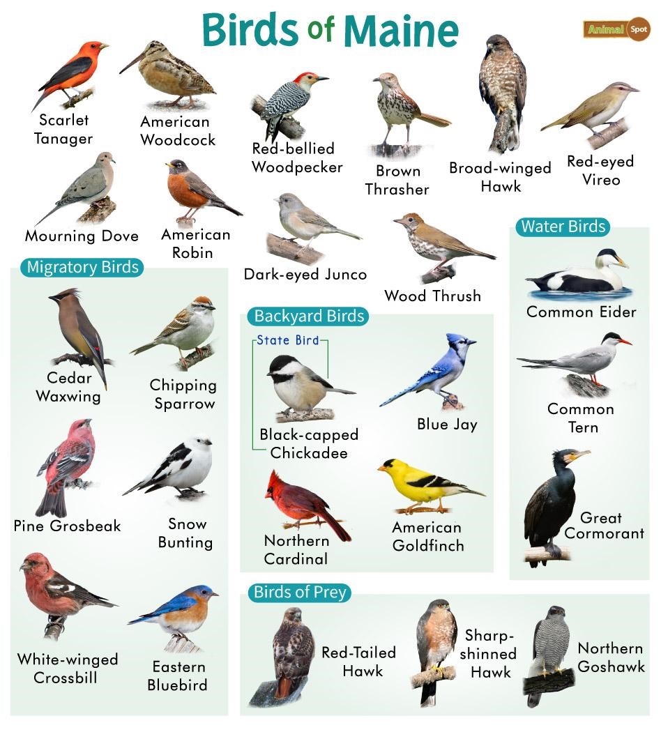 chart showing some popular maine birds