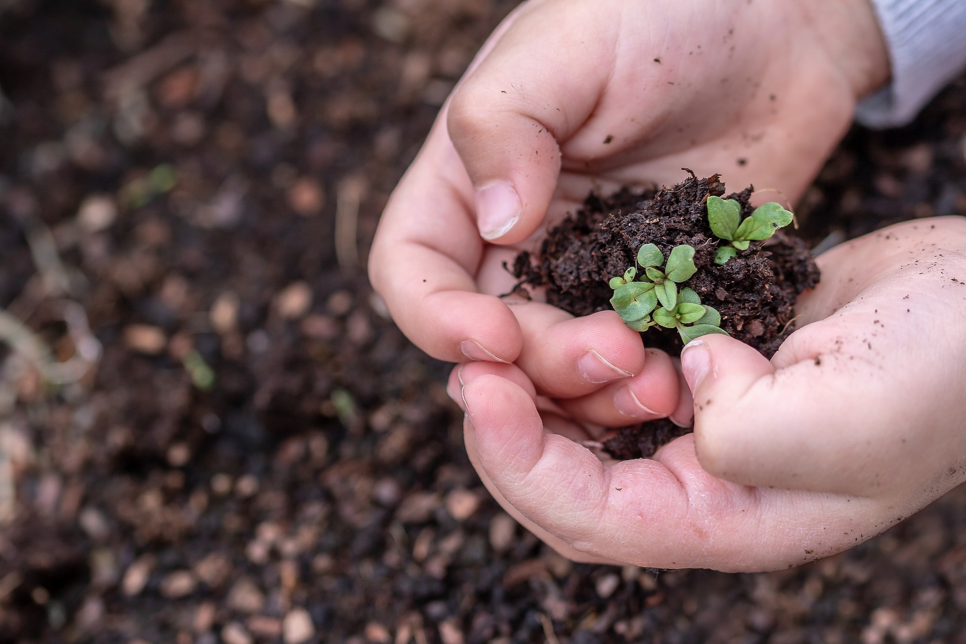 Gardening seeds plants soil dirt kids hands children