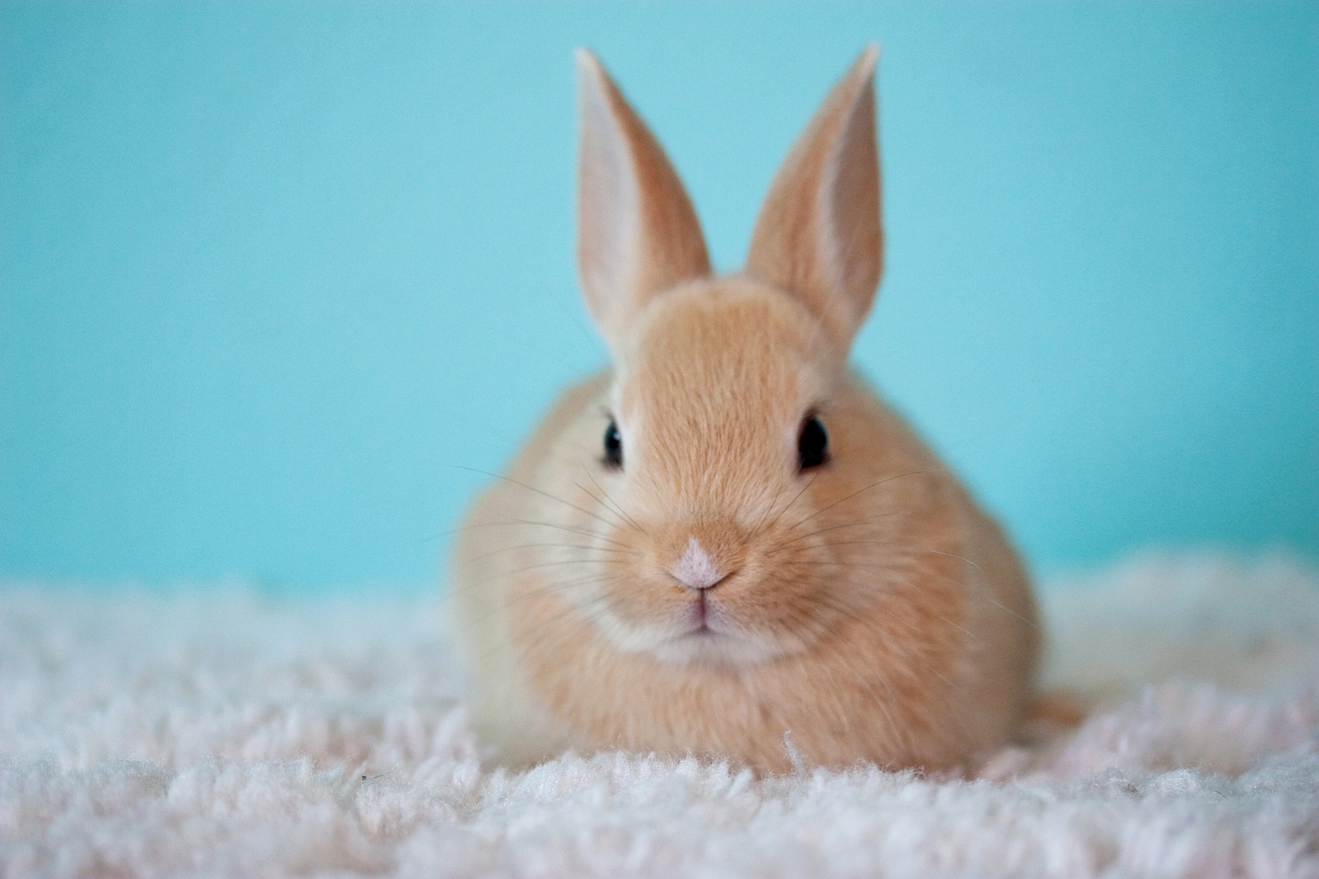 Bunny rabbit easter spring animals cute