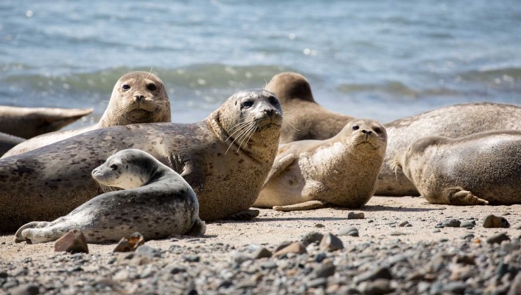seals on the beach