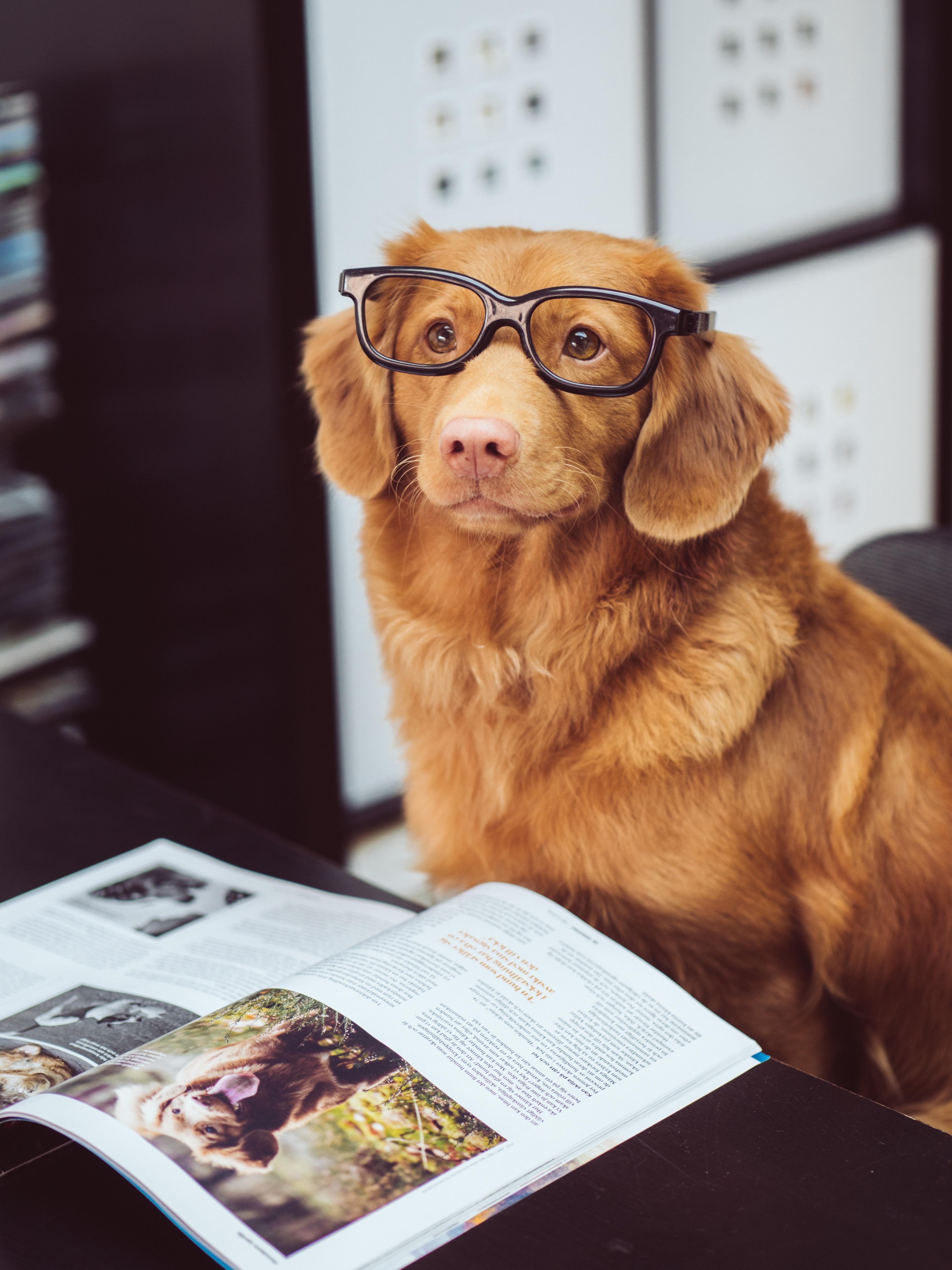 Dog Open Book