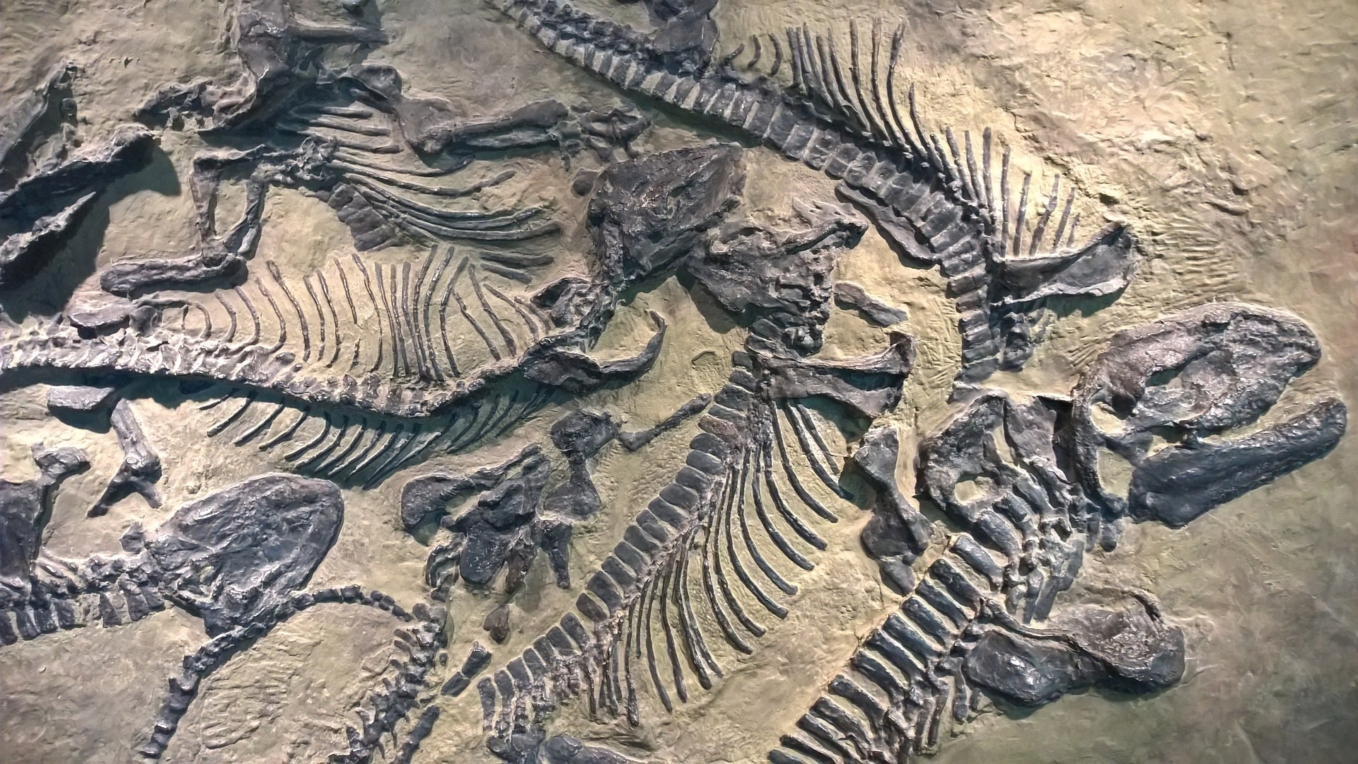Archaeology dinosaurs prehistoric realistic fossils bones 1