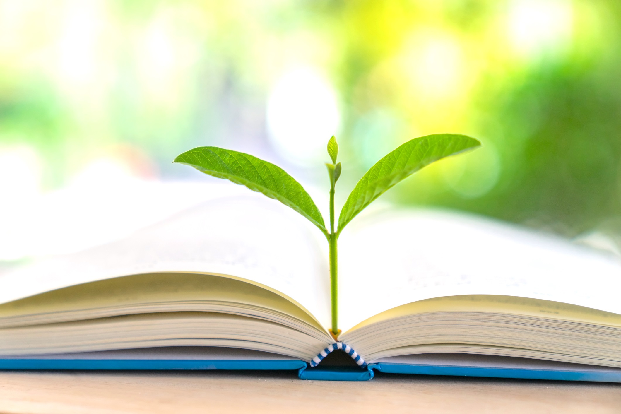 Open Book with Green Plant Growing From It