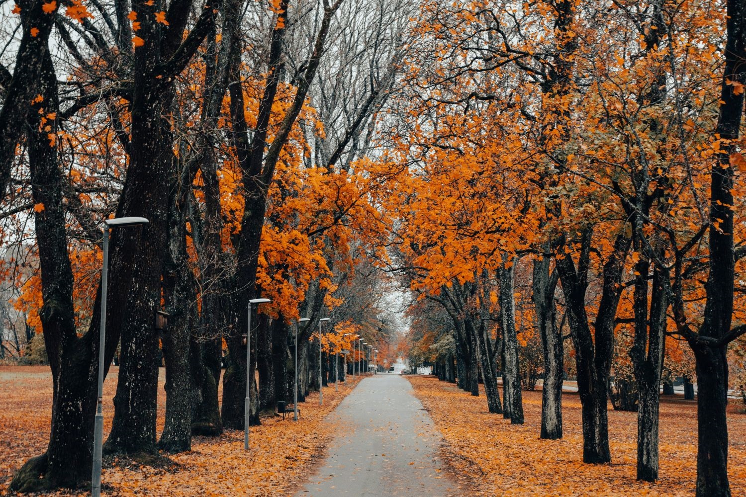 Row of trees on either side of a roadway with fall foliage and fallen leaves.