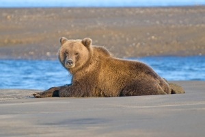 Event poster image for free Thomas Crane Public Library program, Alaska, Bears and Beyond in January 2022. 