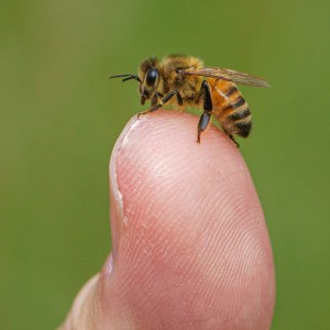 A bee perched on the tip of a person's thumb.