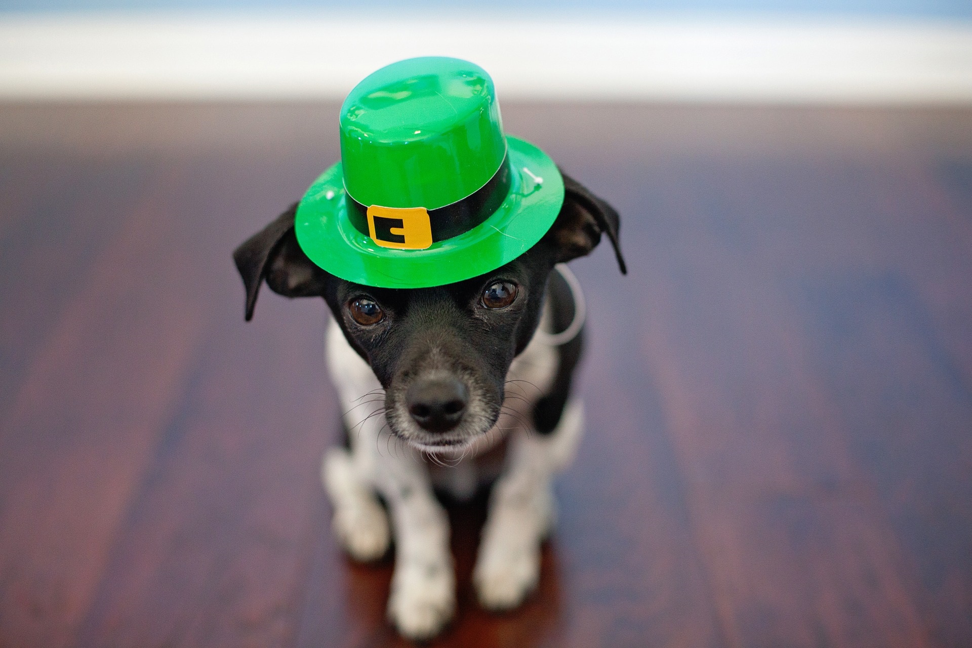 Chihuahua Wearing a St. Patrick's Day Hat