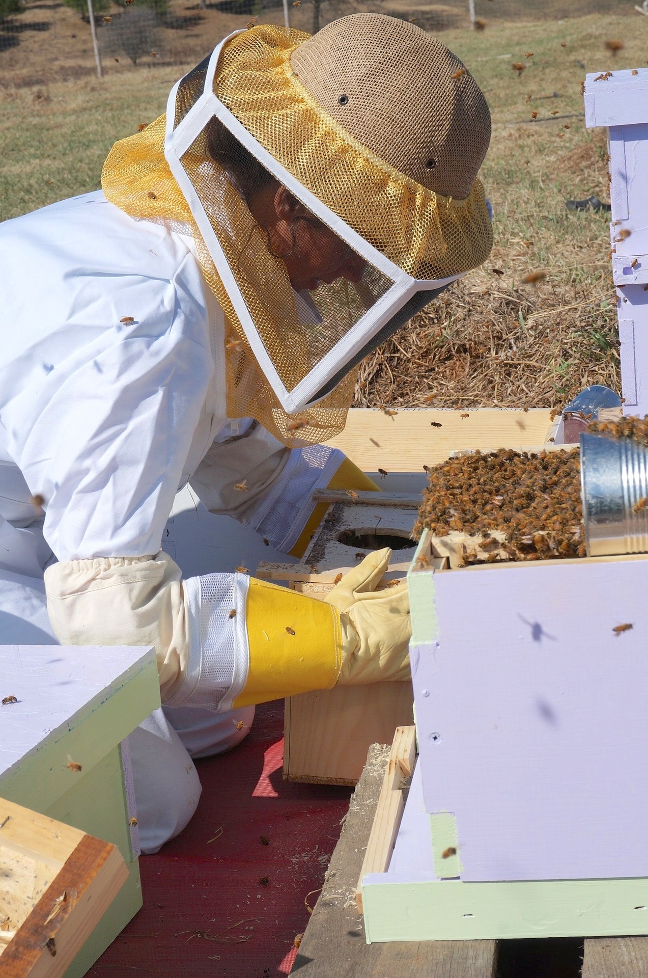 Agriculture homestead bees beekeeping beekeepers farming 3