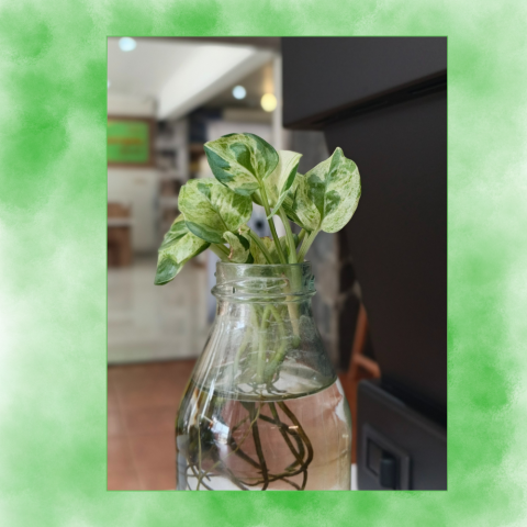 Plant growing inside a bottle