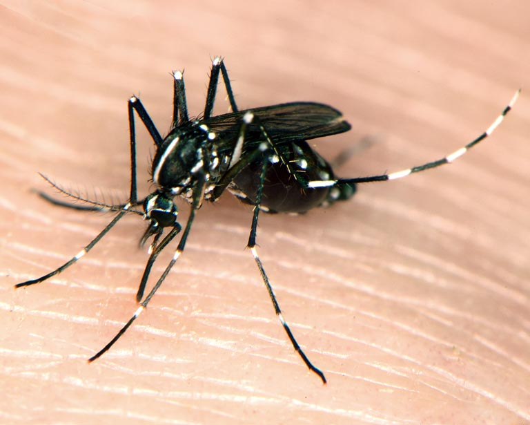 Mosquito on a patch of skin