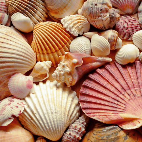 Sea shells