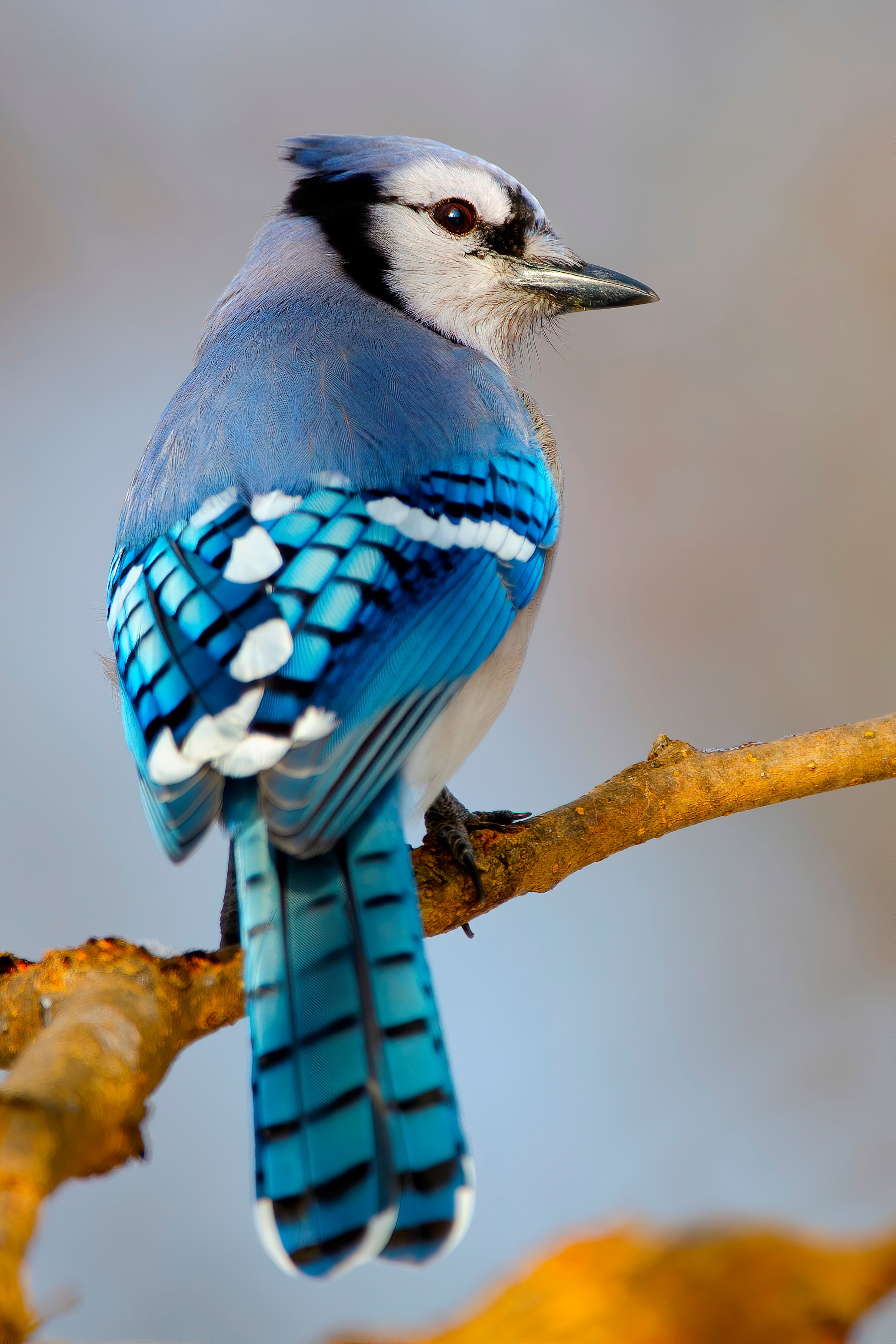 A Blue Jay sitting on a branch