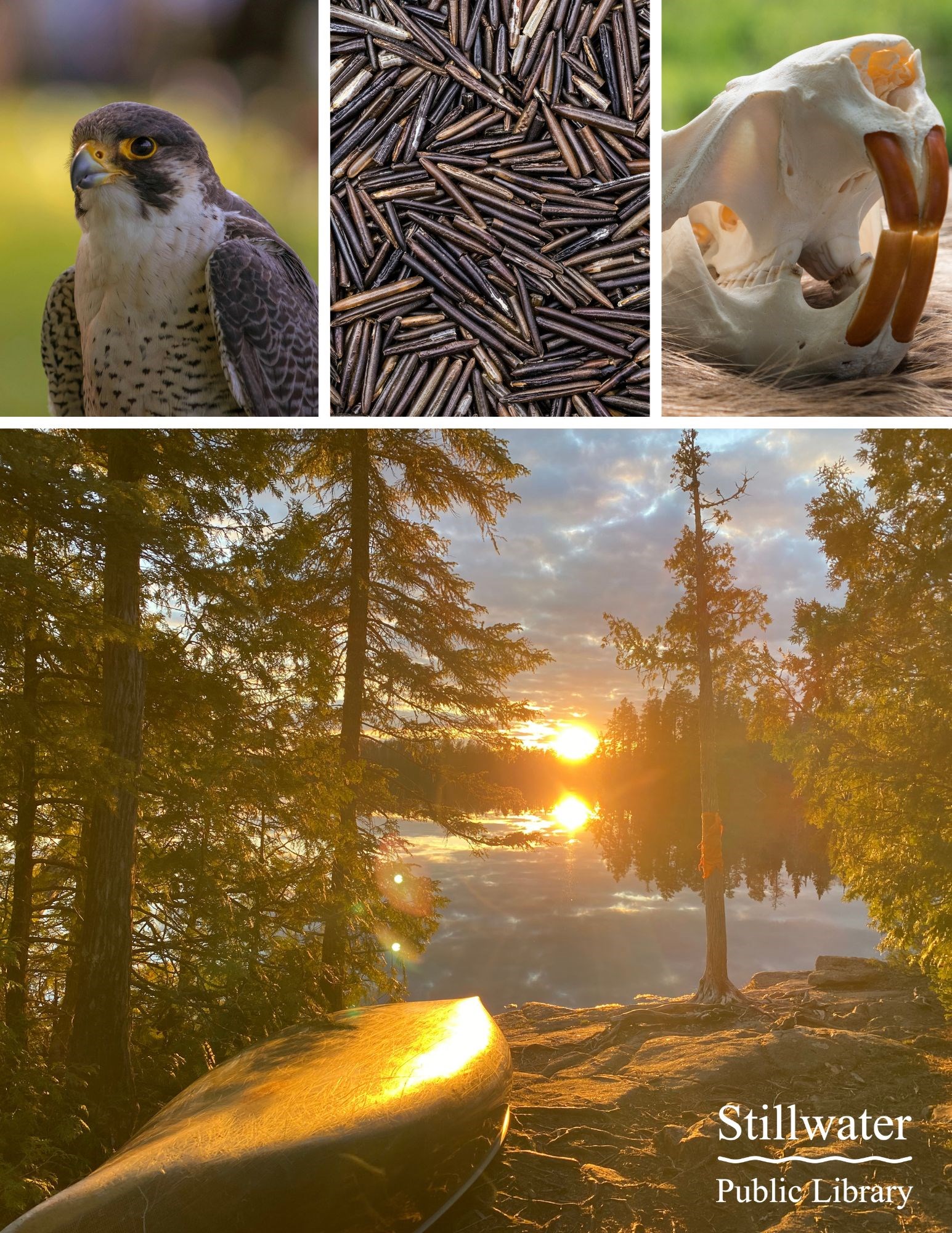 Photo grid featuring peregrine falcon, wild rice, beaver skull, canoe on shore of lake