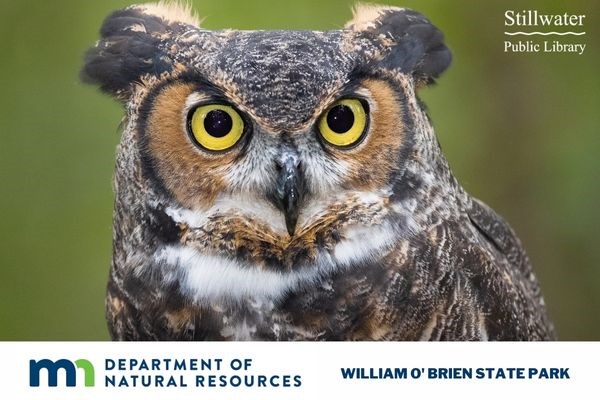 Owl Dissection