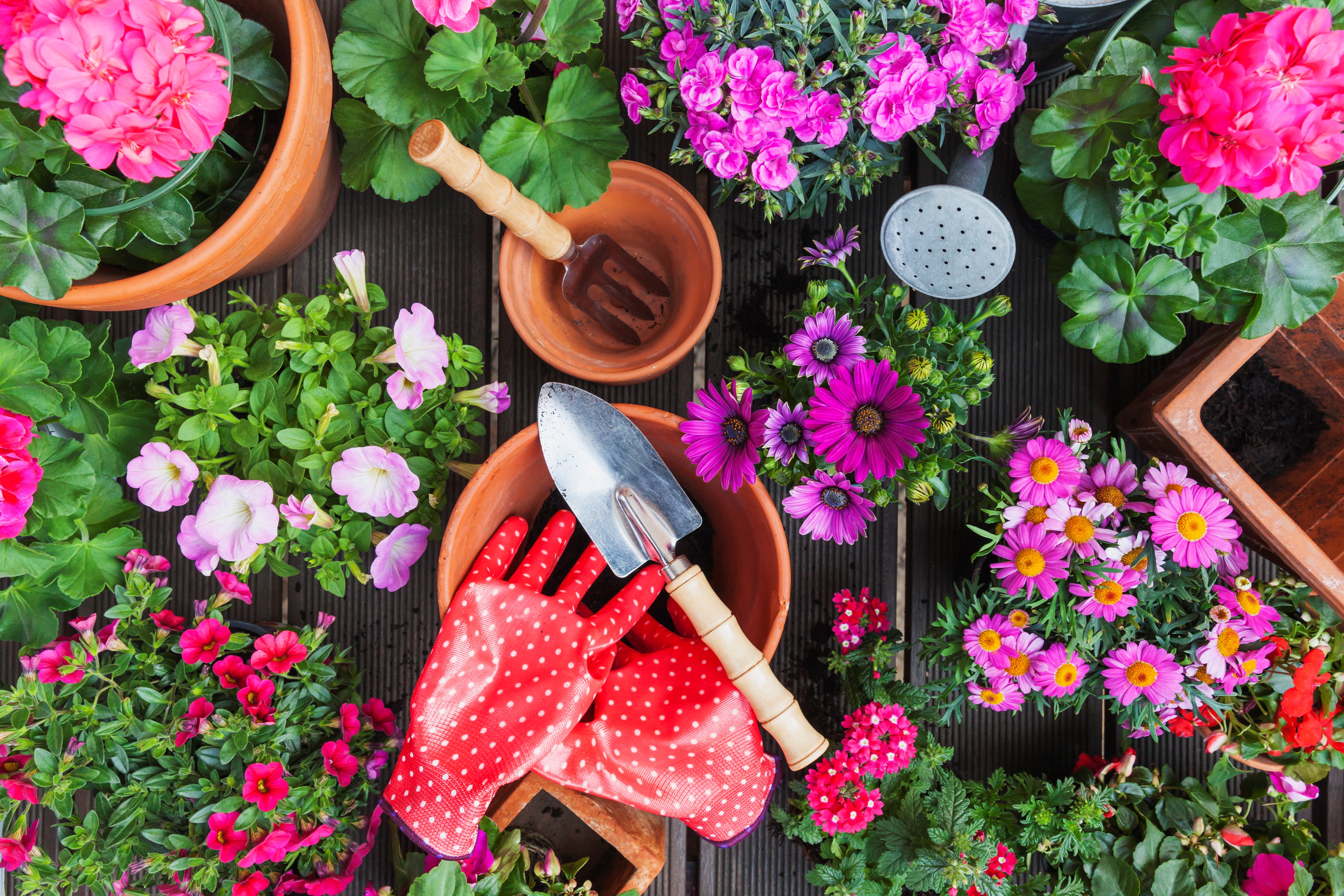 Flowers and Gardening Tools on Table