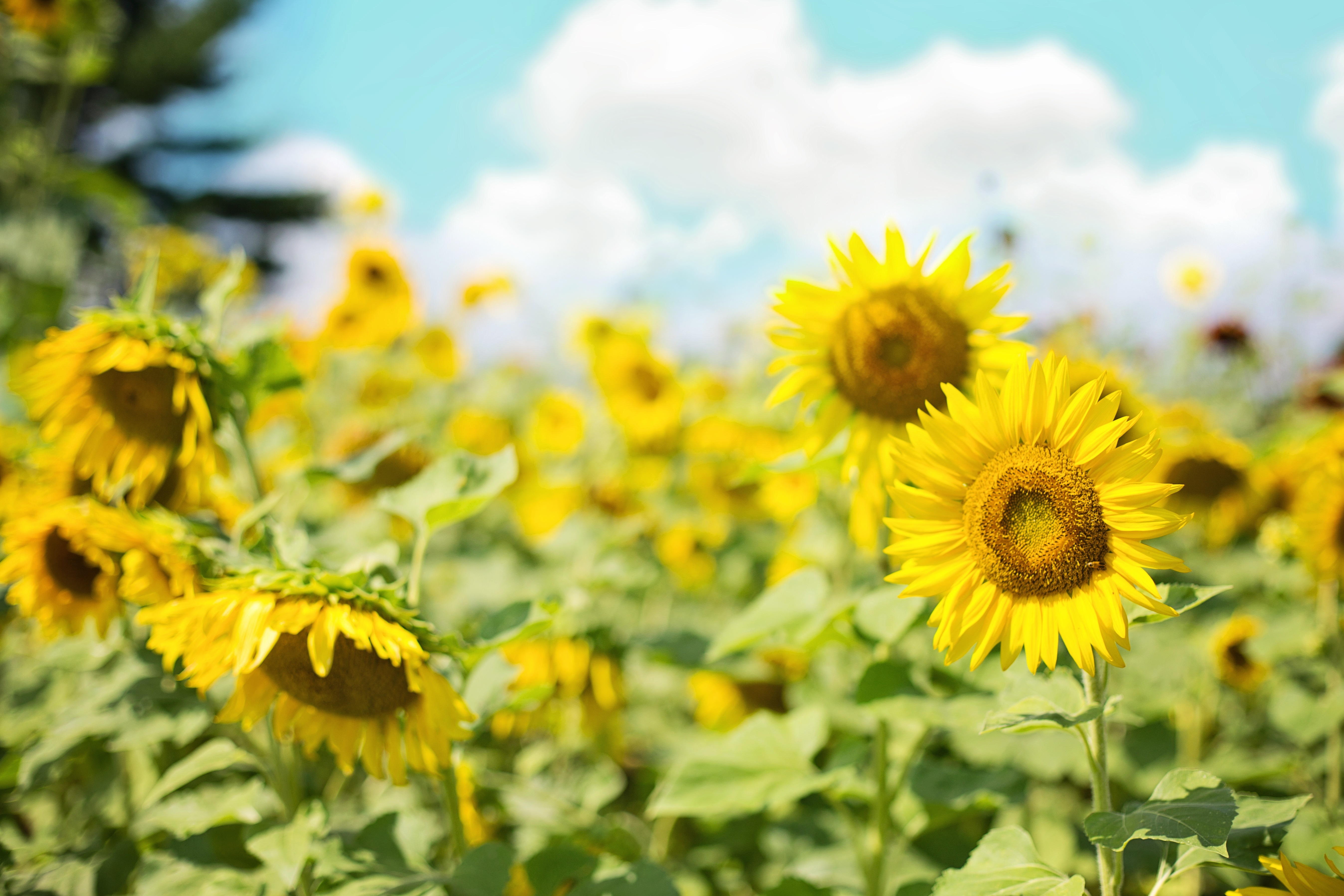Sunflowers