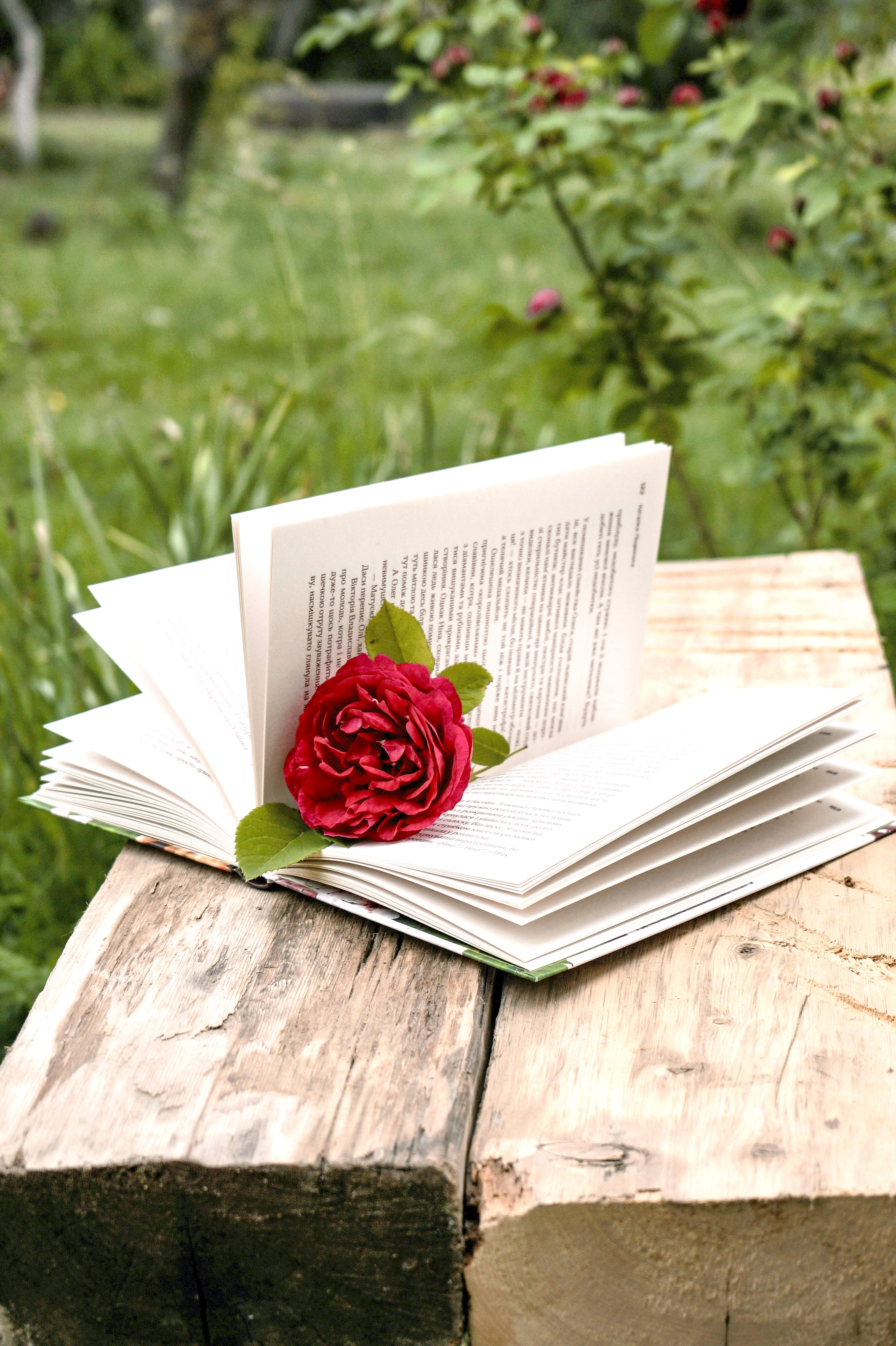 Red Rose on White Book Page