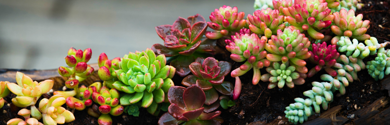 Succulent garden. Succulent garden.