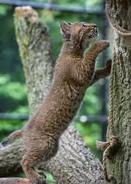 bobcat