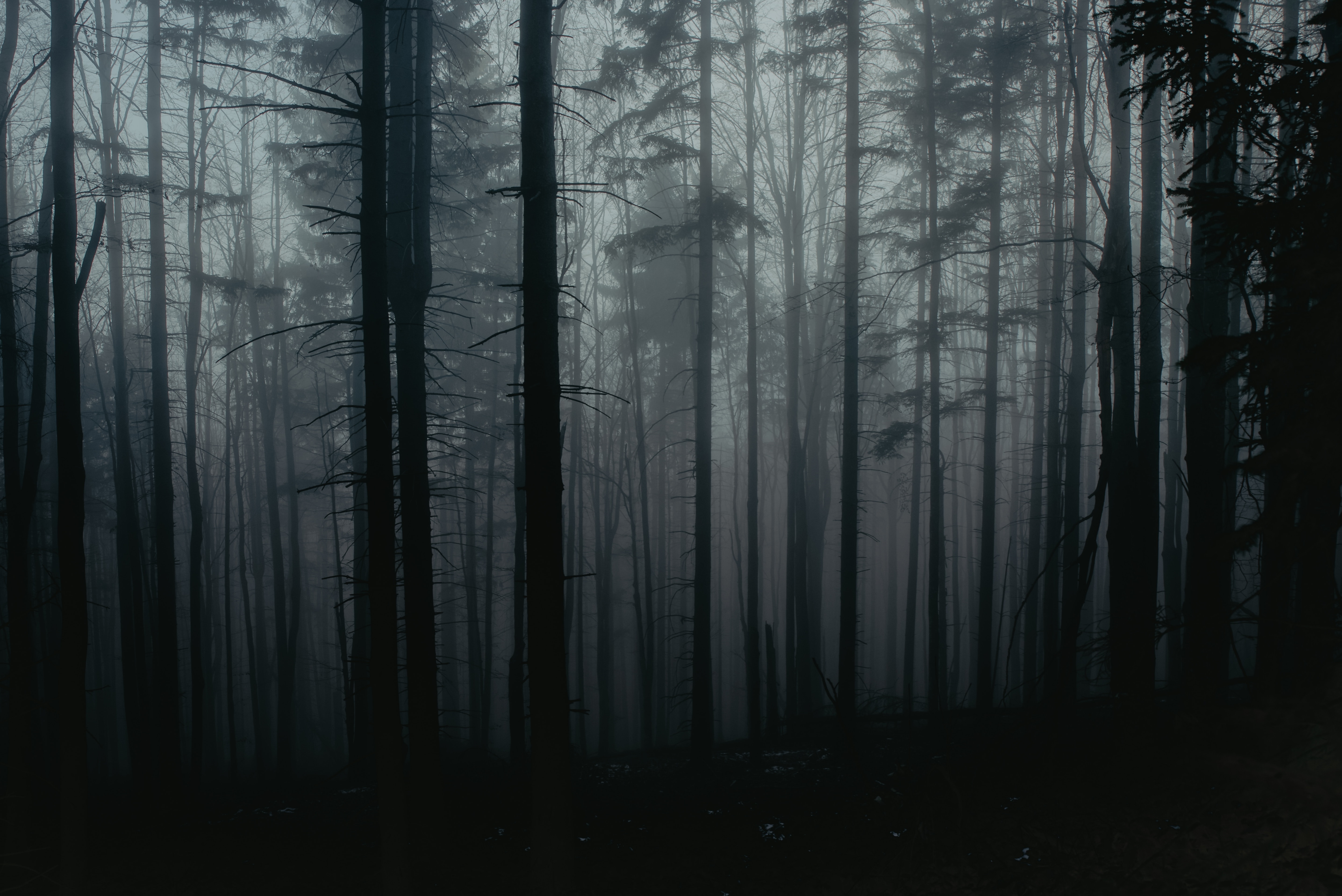 Dark Black Forest Background