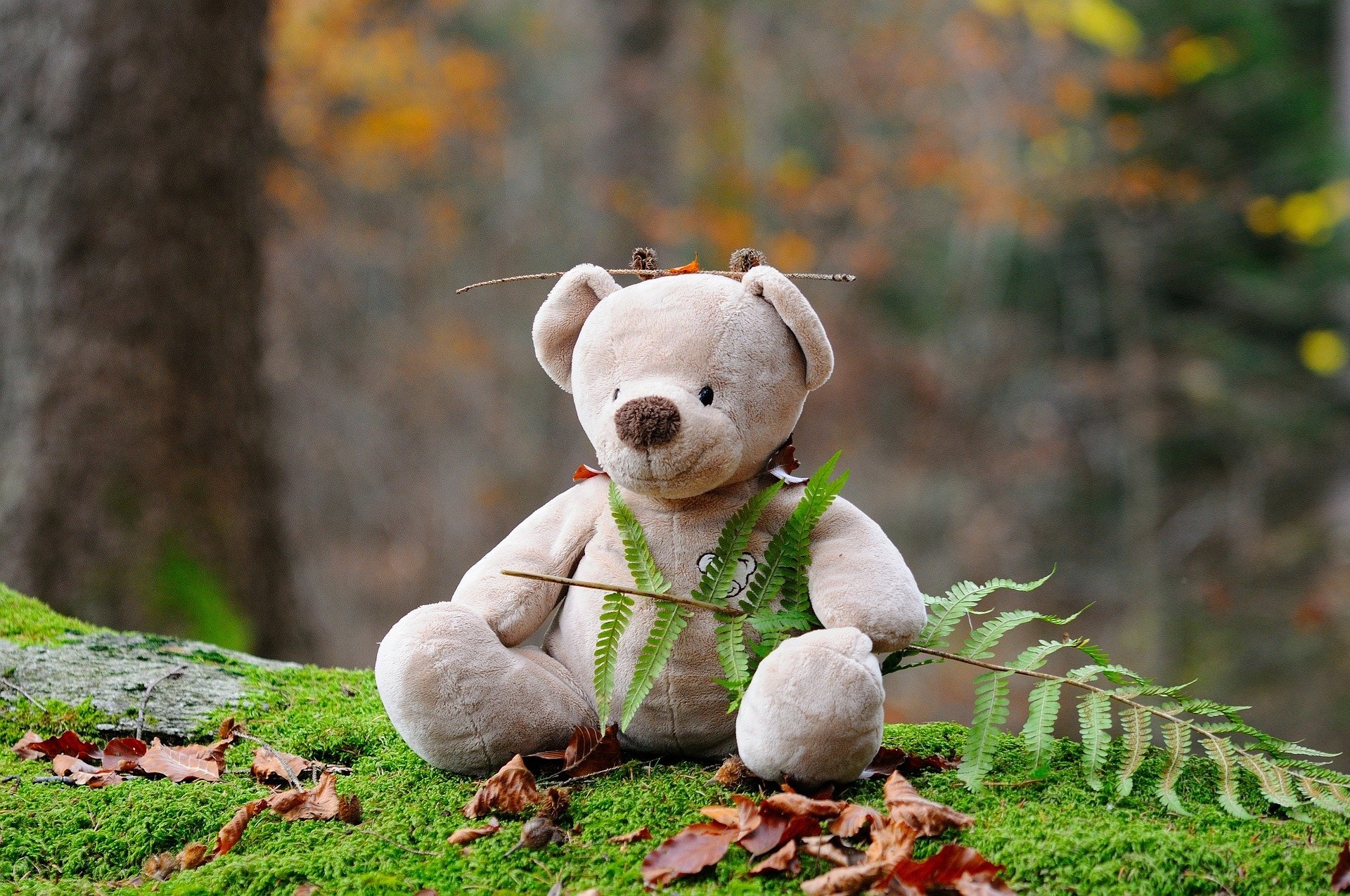 Teddy Bear in the Woods