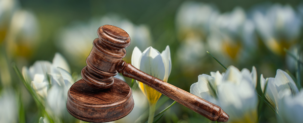 gavel in a patch of crocuses