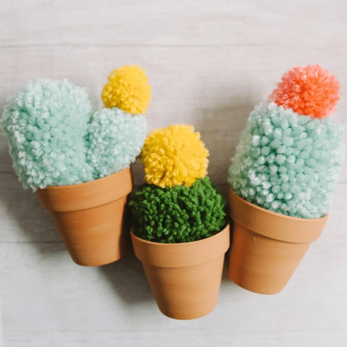 Three pom pom cacti in little terracotta pots sit in a row.
