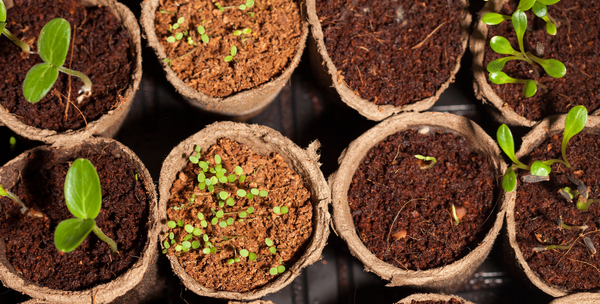 Plants sprout from cardboard containers