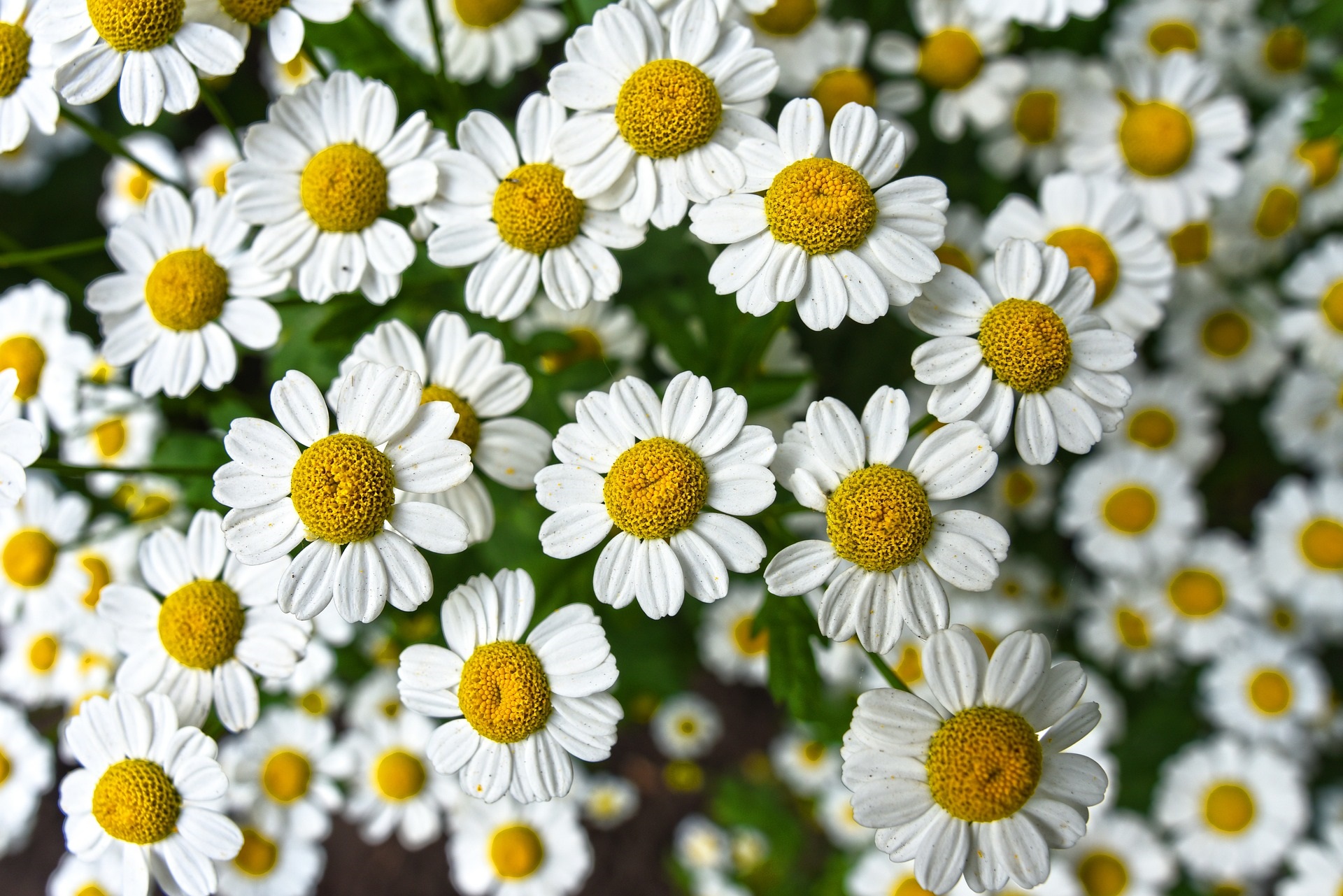 Backgrounds of white flowers chamomile gardening fields