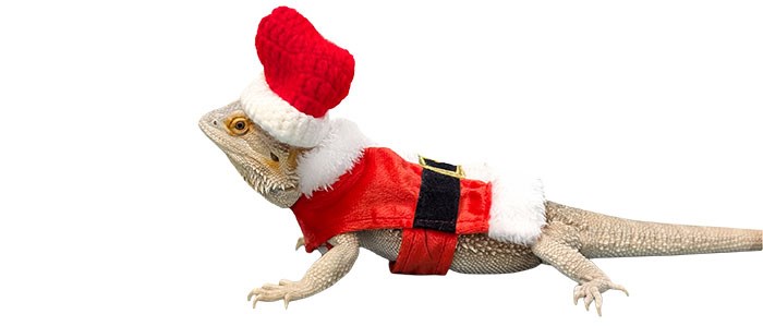 A bearded dragon named Clementine, Oconomowoc Public Library's Animal Ambassador, wearing a Santa hat and coat.