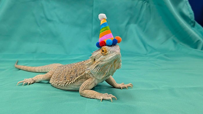 A bearded dragon wearing a colorful hat.
