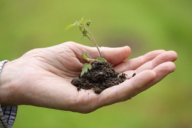 Hand holding soil and sprouting plant