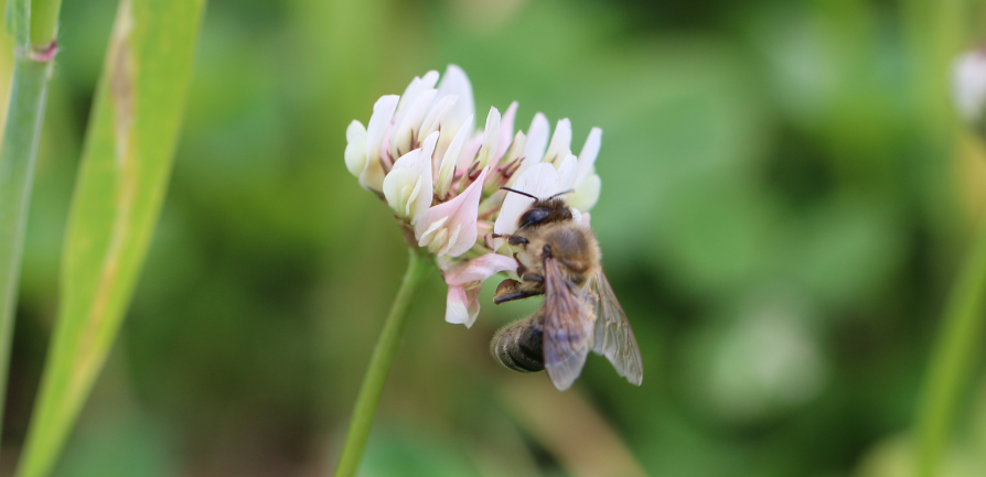 Bee sitting on a clover flower