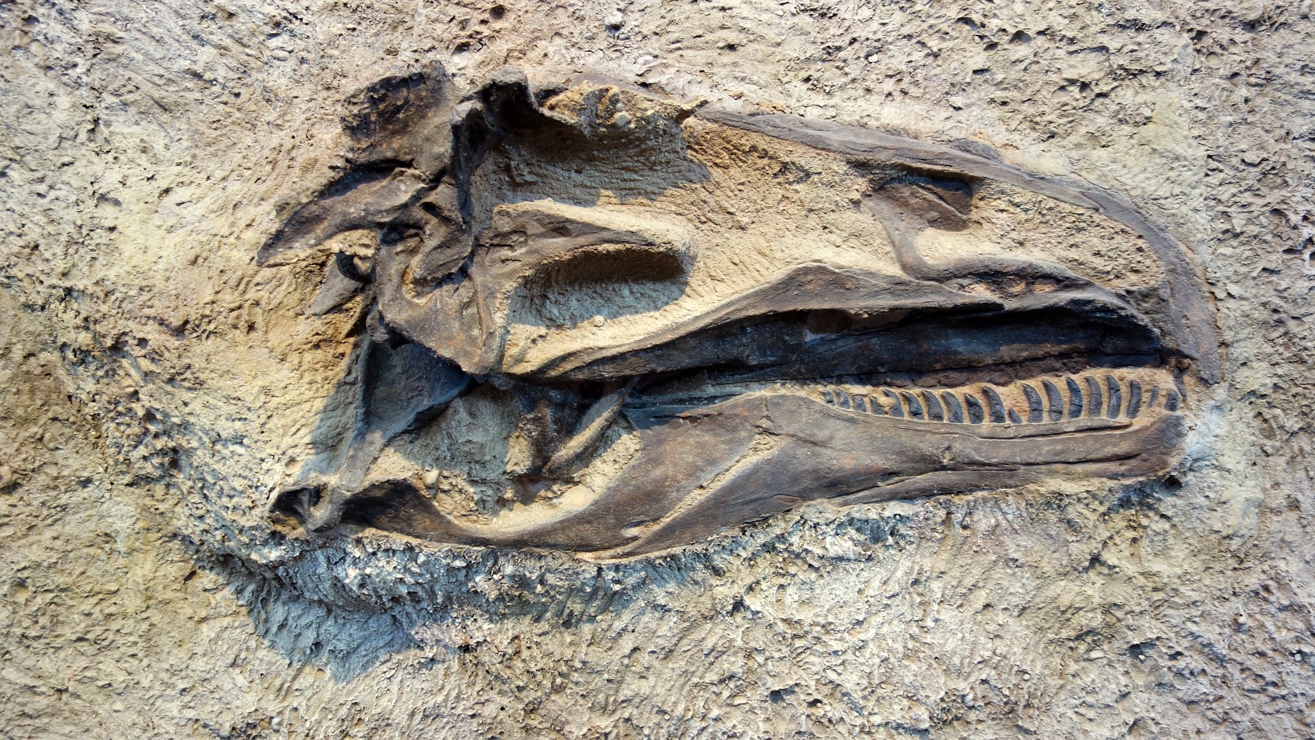 Archaeology dinosaurs prehistoric realistic fossils bones 3