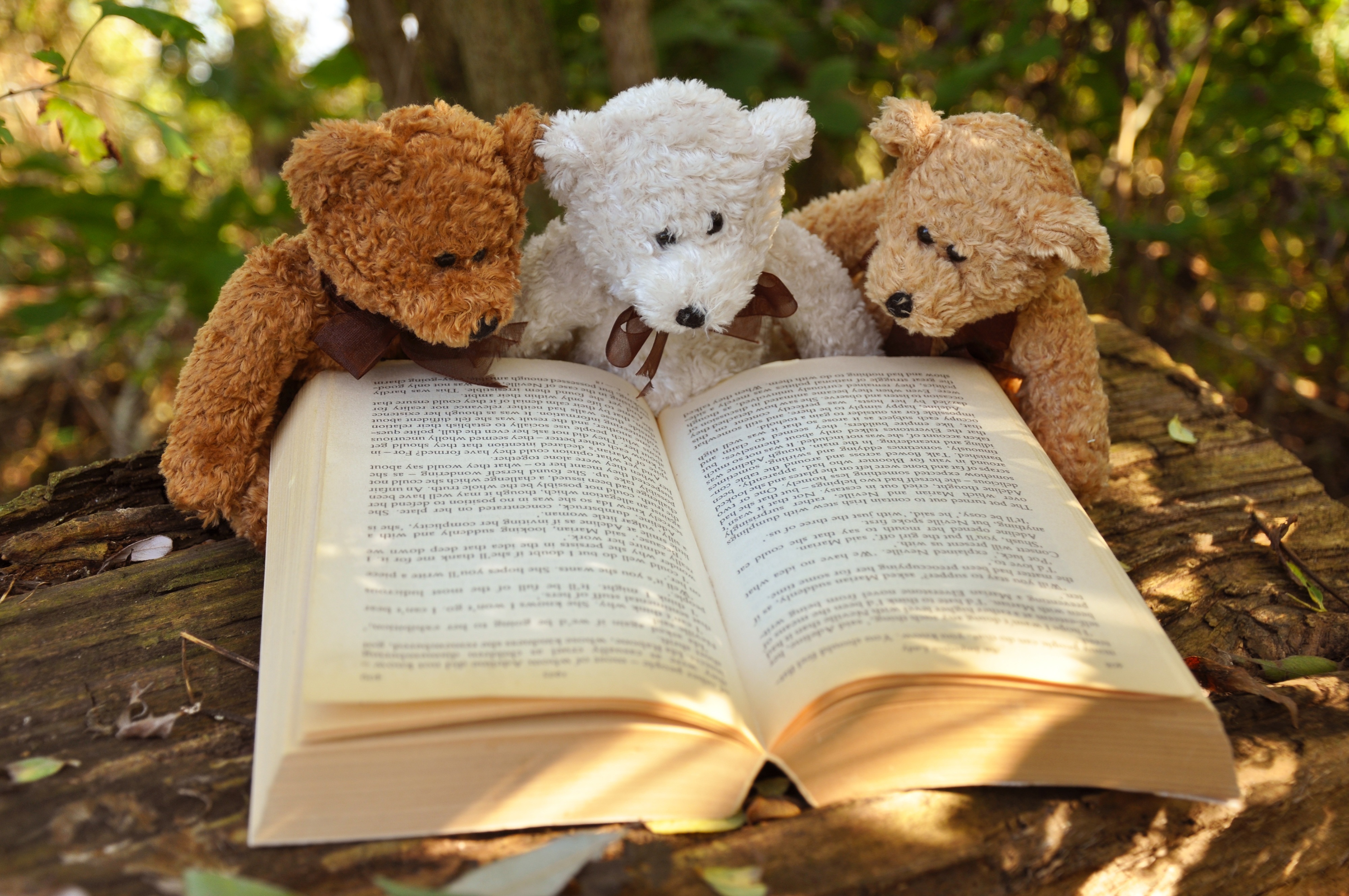 teddy bears and book