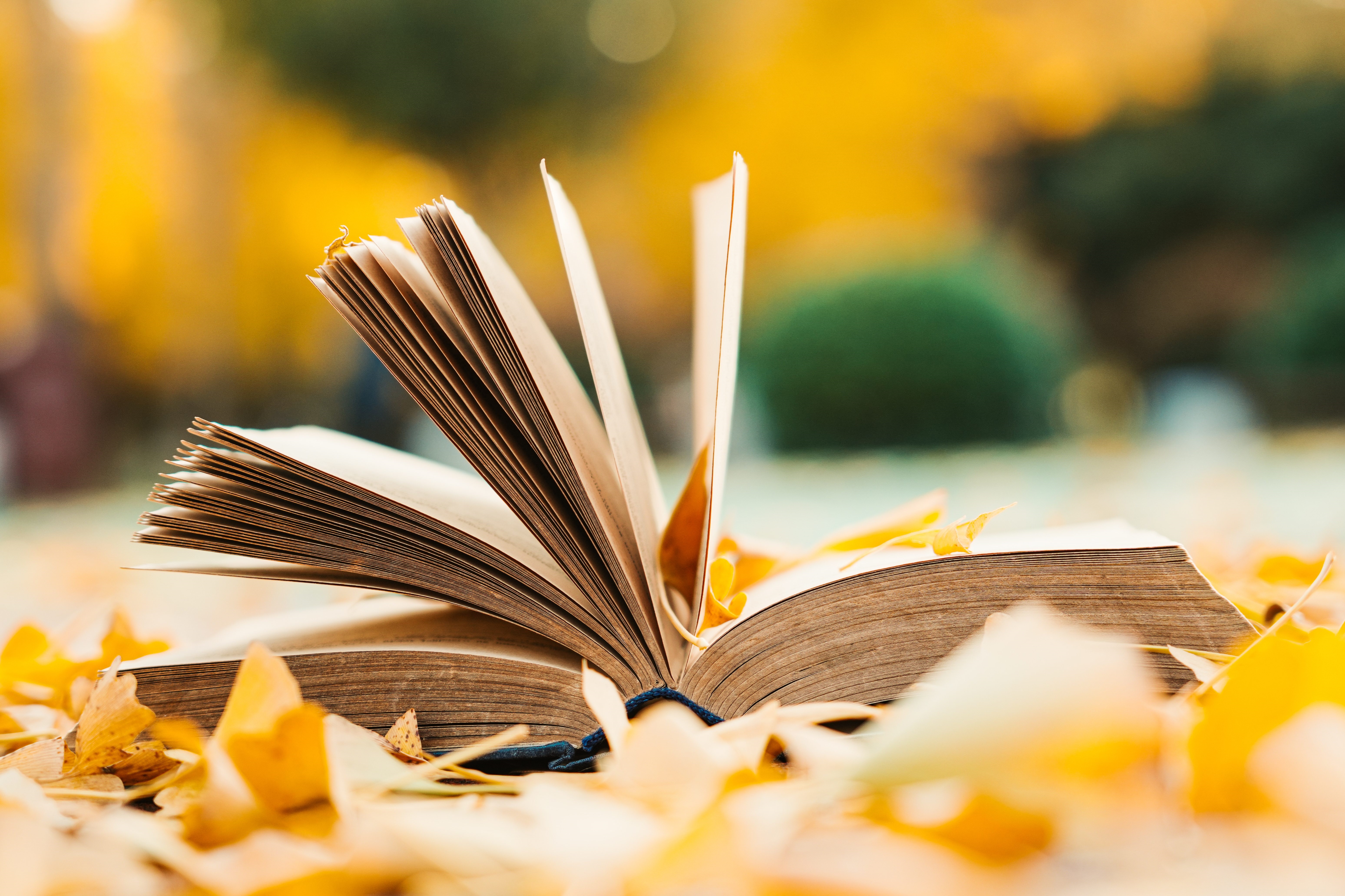 Open Book Pages on Top of Yellow Autumn Leaves
