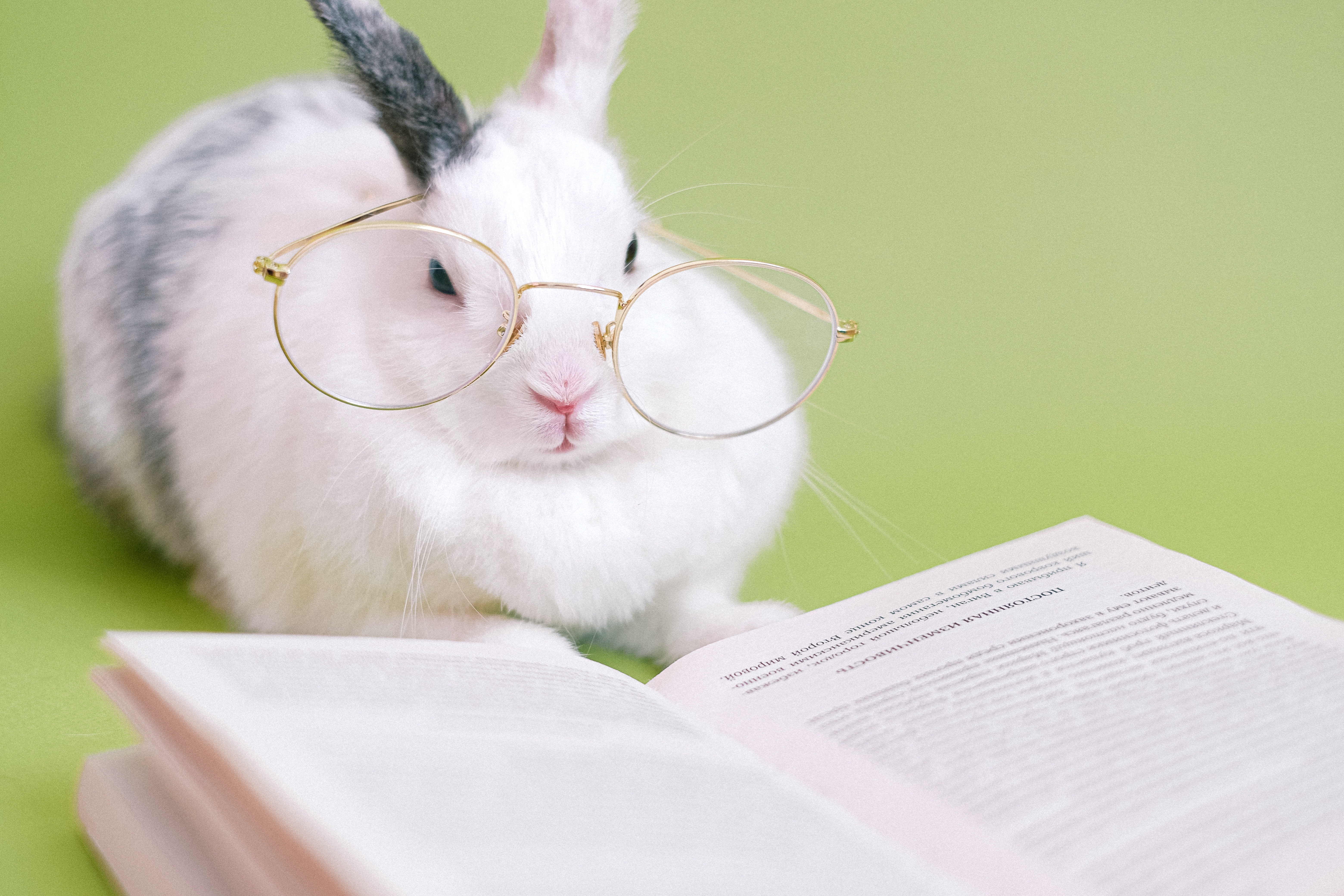 Cute Rabbit Reading a Book