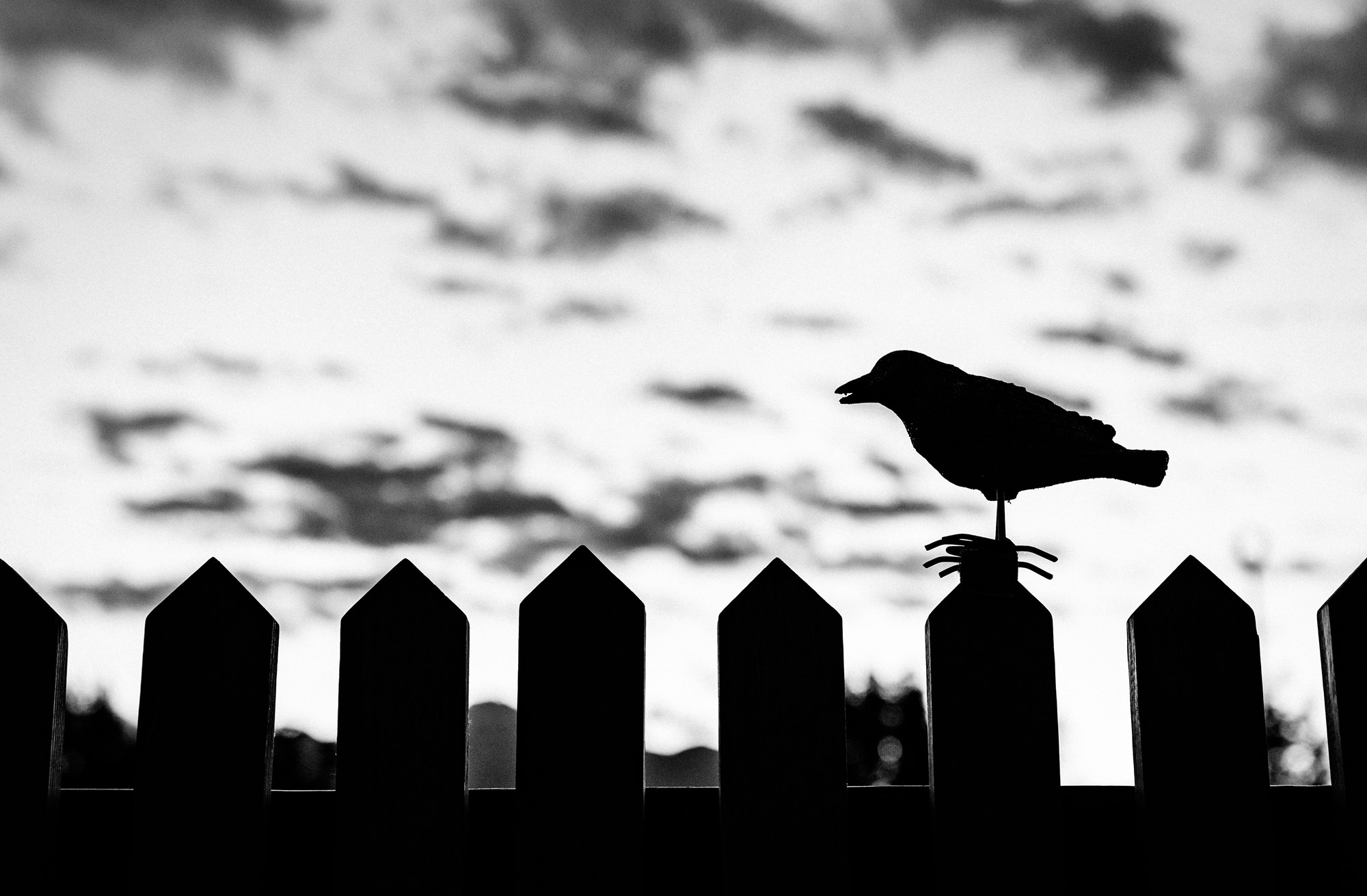 Black and White Image of Black Crown on Fence
