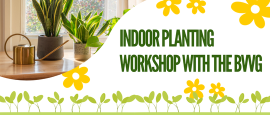 Indoor Planting Workshop with a picture of potted snake plants.